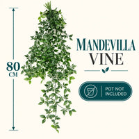 Mandevilla Vine — 80 cm