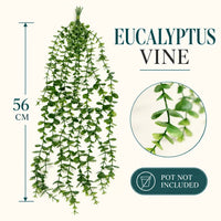 Eucalyptus Vine — 56 cm
